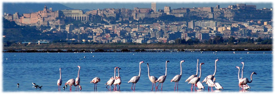Cagliari_flamingos.jpg